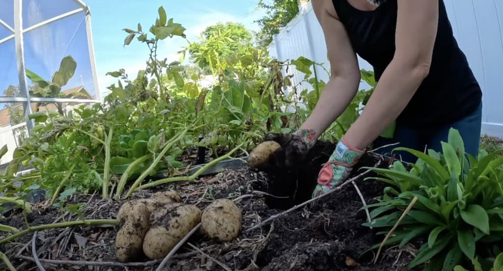 Harvesting Potatoes